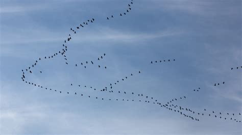  De Mysterieuze Vogels van Quintus: Een Vlucht van Kleur en Gevoelens!